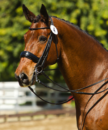 110311_dressageaffaire_048-52